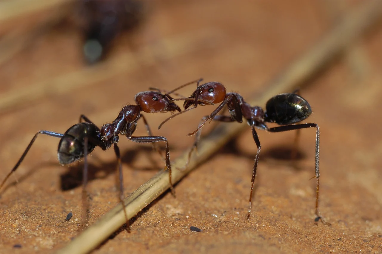 Two Australian meat ants touching antennae on the ground