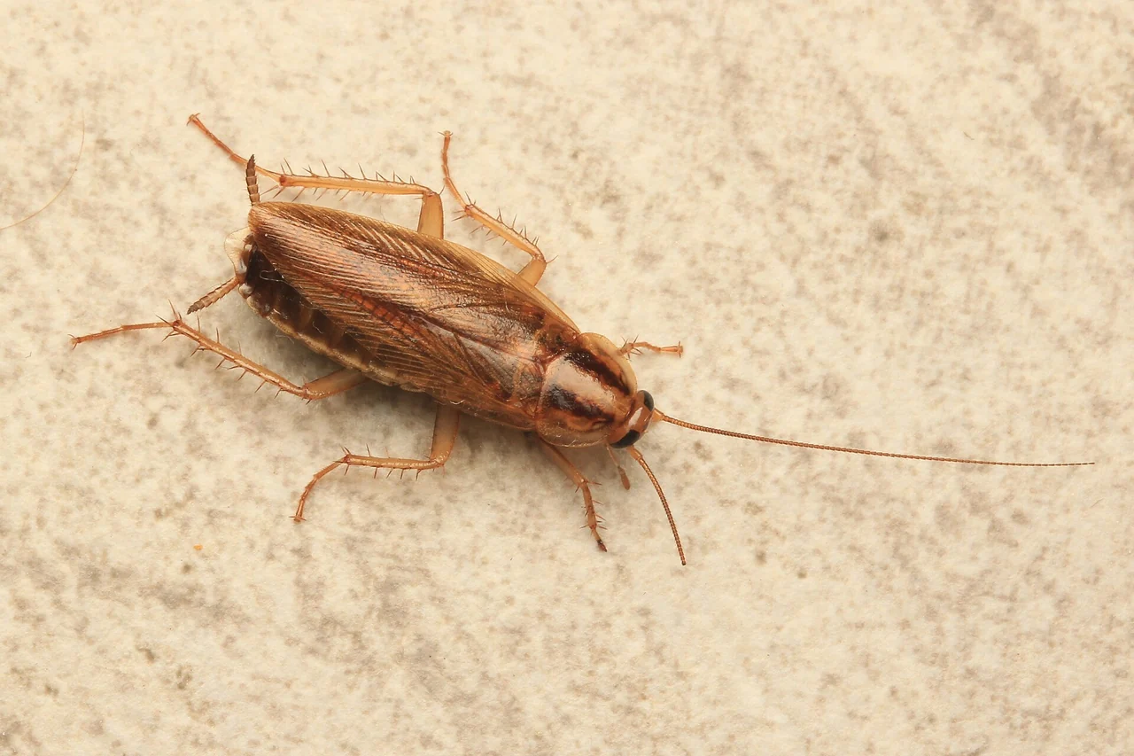 Close-up photograph of a German cockroach on a pale surface