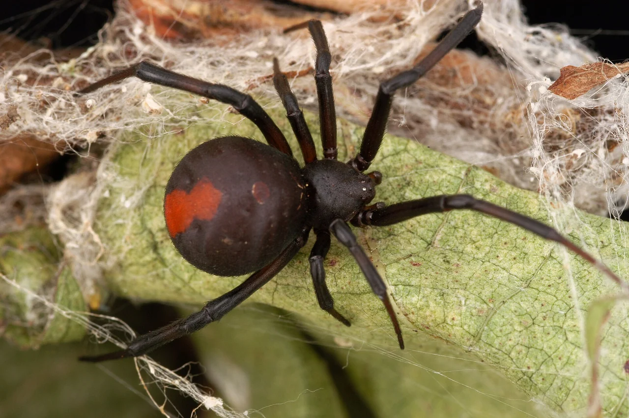 A redback spider with its distinctive red marking in a web