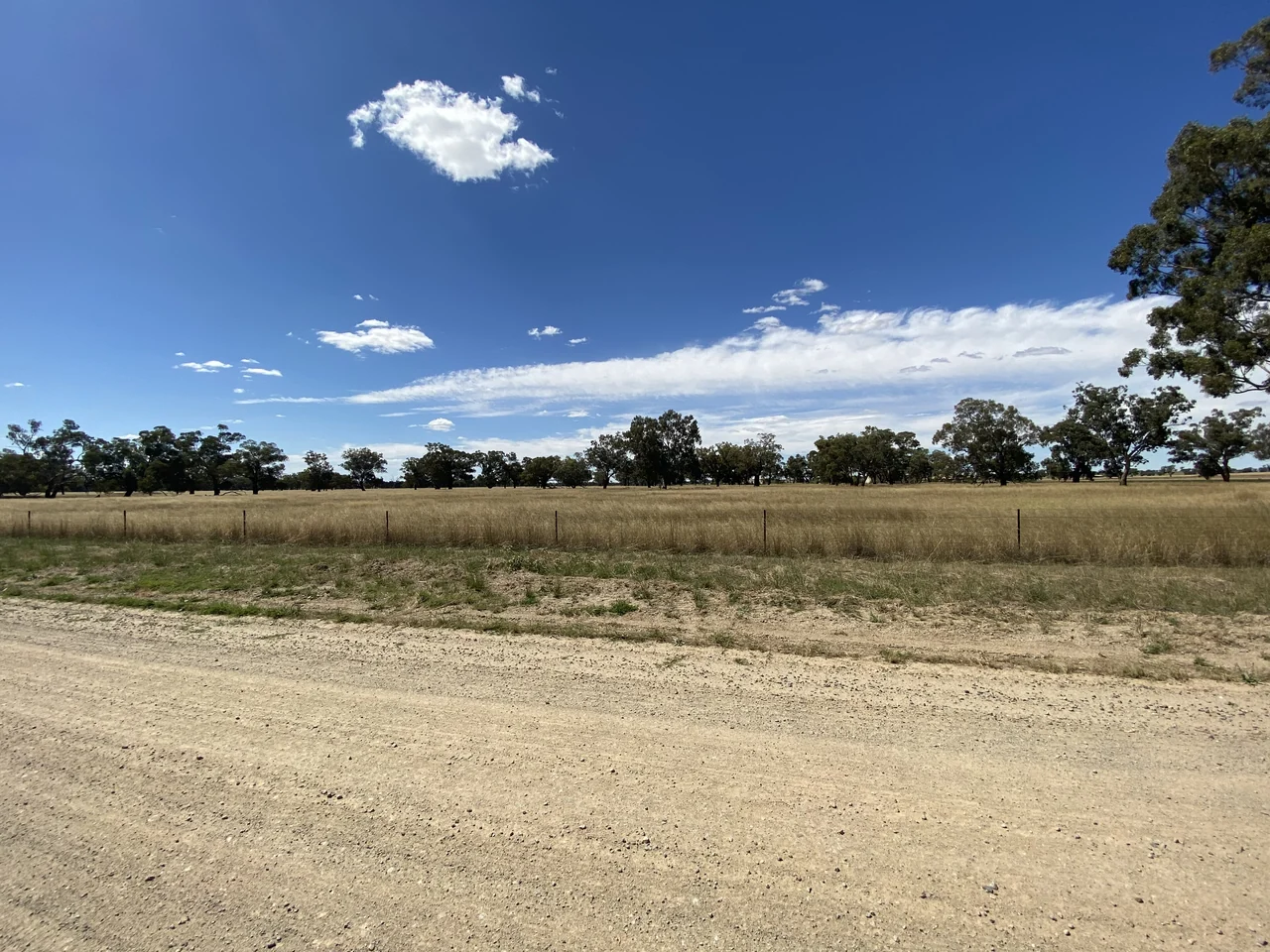 Golden grass and eucalyptus trees at Downside in the Riverina