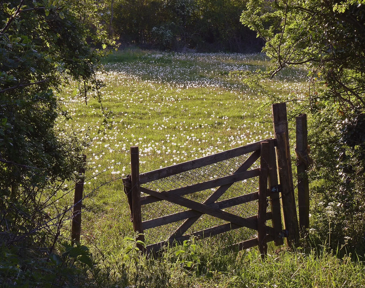 Dandelion seedheads growing in grass beside a wooden field gate